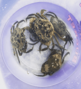 Not quite beg enough to eat sadly!!